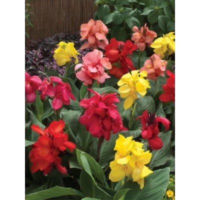 Seminte CANNA generalis- Tropical F1 Mix - Canna