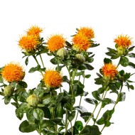 Seminte CARTHAMUS tinctorius - Zanzibar -Sofranel Seminte CARTHAMUS tinctorius - Zanzibar -Sofranel