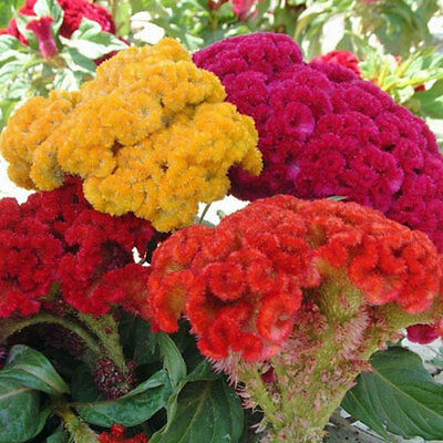 Seminte CELOSIA cristata- Tall Mixed -Celosia