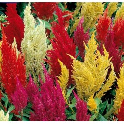 Seminte CELOSIA plumosa- Tall Plume Mixed -Celosia, Motul curcanului