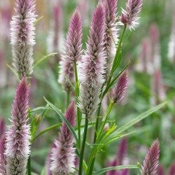 Seminte CELOSIA spicata- Xantippe -Creasta cocosului argintie