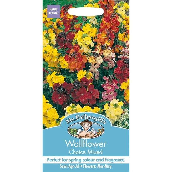 Seminte CHEIRANTHUS (Erysimum) cheiri-Wallflower- Choice Mixed -Micsunele Seminte CHEIRANTHUS (Erysimum) cheiri-Wallflower- Choice Mixed -Micsunele