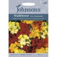 Seminte CHEIRANTHUS cheiri-Wallflower- Tom Thumb Mix -Micsunele