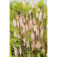 Seminte CIMICIFUGA racemosa- Cordifolia -Cohos negru