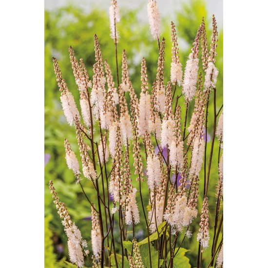 Seminte CIMICIFUGA racemosa- Cordifolia -Cohos negru