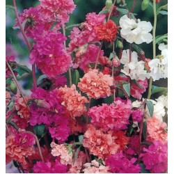 Seminte CLARKIA unguiculata -Choice Double Mixed -Nalba de munte