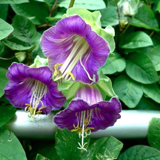 Seminte COBAEA scandens- Cathedral Bells -Cobea mov, Clopotul Catedralei