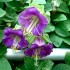 Seminte COBAEA scandens- Cathedral Bells -Cobea mov, Clopotul Catedralei