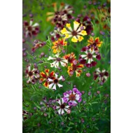 Seminte COREOPSIS tinctoria- Incredible! Sea Shells Mixed -Lipscanoaice