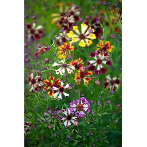 Seminte COREOPSIS tinctoria- Incredible! Sea Shells Mixed -Lipscanoaice