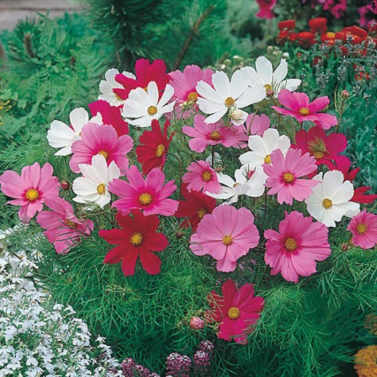 Seminte COSMOS bipinnatus- Dwarf Sensation Mixed -Mararite