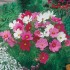 Seminte COSMOS bipinnatus- Dwarf Sensation Mixed -Mararite