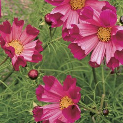 Seminte COSMOS bipinnatus - Seashells Red -Mararite