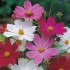 Seminte COSMOS bipinnatus- Sensation Mixed -Mararite