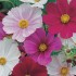 Seminte COSMOS bipinnatus- Tetra Versailles Mixed -Mararite