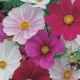 Seminte COSMOS bipinnatus- Tetra Versailles Mixed -Mararite