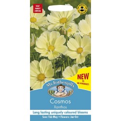 Seminte COSMOS bipinnatus- Xanthos -Mararite  Seminte COSMOS bipinnatus- Xanthos -Mararite