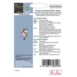 Seminte COSMOS bipinnatus- Double Dutch Rose -Mararite