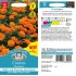 Seminte COSMOS sulphureus- Mandarin -Mararite