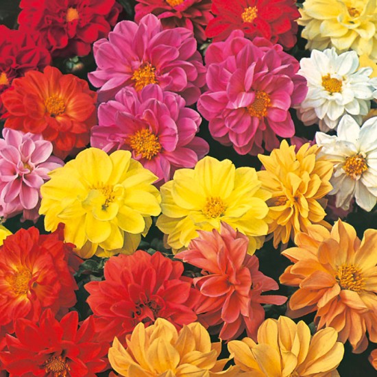 Seminte DAHLIA hortensis- Dwarf Double Mixed (john) -Dalia, gherghine