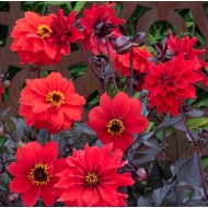 Seminte DAHLIA pinnata- Black Forest Ruby -Gherghine