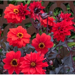 Seminte DAHLIA pinnata- Black Forest Ruby -Gherghine