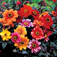 Seminte DAHLIA variabilis- Bishops Children -Gherghine