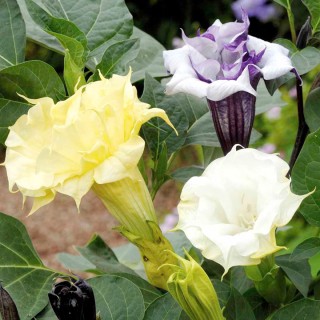 Seminte DATURA metel Ballerina Mixed -Trompeta ingerilor