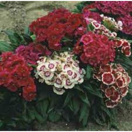 Seminte DIANTHUS barbatus annual-Sweet William pot- Rondo Mixed -Garofite turcesti 