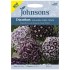 Seminte DIANTHUS barbatus- Hollandia Purple Crown -Garofite turcesti