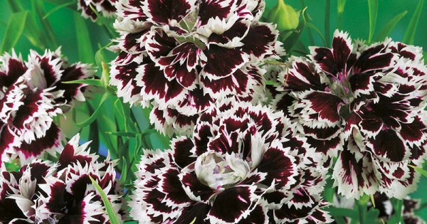 Seminte DIANTHUS chinensis Chianti - Garofite pitice
