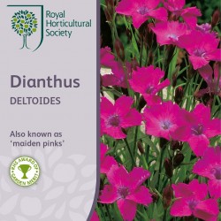 Seminte DIANTHUS deltoides Maiden Pink - Garofite pitice