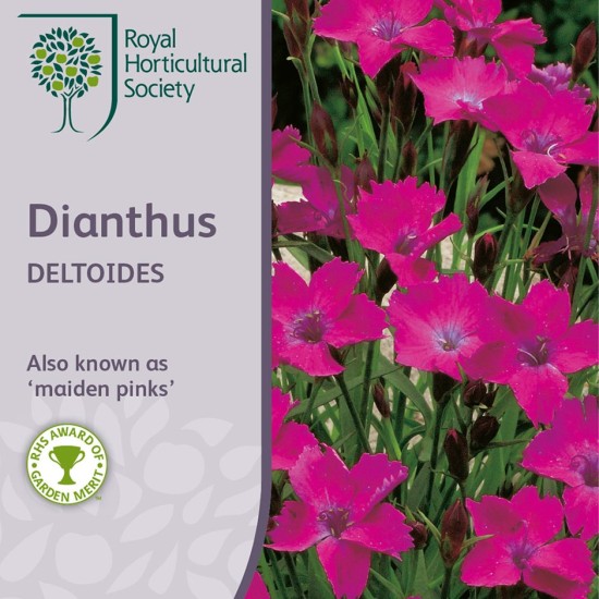 Seminte DIANTHUS deltoides- Maiden Pink -Garofite pitice