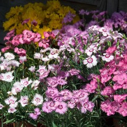 Seminte DIANTHUS plumarius- Single Flowered Mixed -Garofite pitice