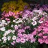 Seminte DIANTHUS plumarius- Single Flowered Mixed -Garofite pitice