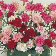 Seminte DIANTHUS plumarius- Spring Beauty Mixed -Garofite pitice
