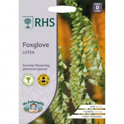 Seminte DIGITALIS lutea-Foxglove- Lutea -Degetel