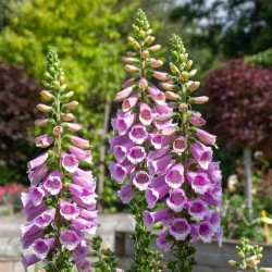Seminte DIGITALIS purpurea-Foxglove- Warm Rose F1 -Degetel peren
