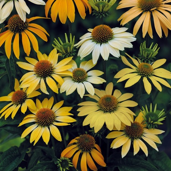 Seminte ECHINACEA purpurea- Mellow Yellows -Echinacea
