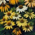 Seminte ECHINACEA purpurea- Mellow Yellows -Echinacea