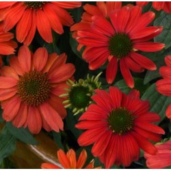 Seminte ECHINACEA purpurea- Purple Red -Echinacea rosie