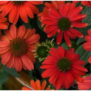 Seminte ECHINACEA purpurea- Purple Red -Echinacea rosie