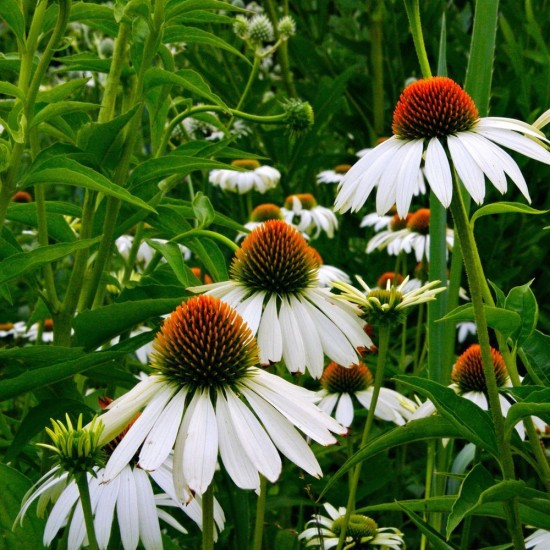 Seminte ECHINACEA purpurea- White Swan -Echinacea alba Seminte ECHINACEA purpurea- White Swan -Echinacea alba