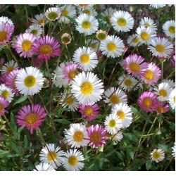 Seminte ERIGERON karvinskianus- Profusion -Bunghisor