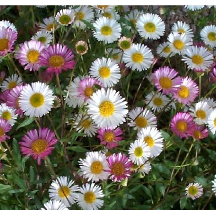 Seminte ERIGERON karvinskianus- Profusion -Bunghisor