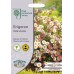 Seminte ERIGERON karvinskianus- Profusion -Bunghisor