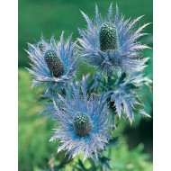 Seminte ERYNGIUM alpinum- Superbum -Scai vanat