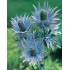 Seminte ERYNGIUM alpinum- Superbum -Scai vanat