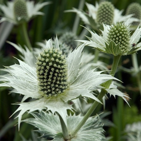 Seminte ERYNGIUM giganteum- Miss Willmott's Ghost -Scai alb