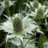 Seminte ERYNGIUM giganteum- Miss Willmott's Ghost -Scai alb